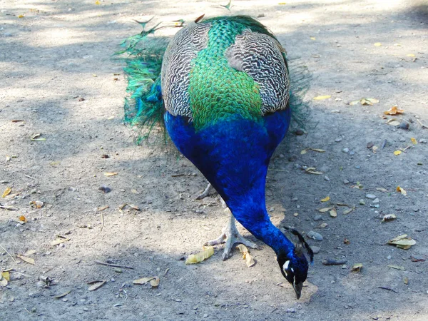 Påfågel Zoo Rumänien — Stockfoto