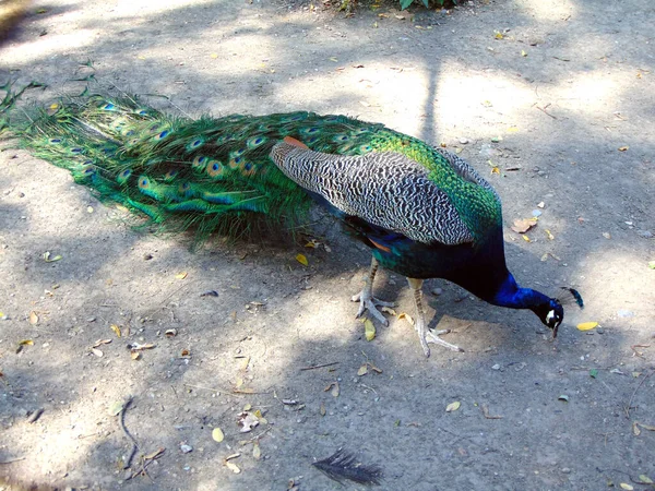 Peacock Zoo Romania — Stock Photo, Image