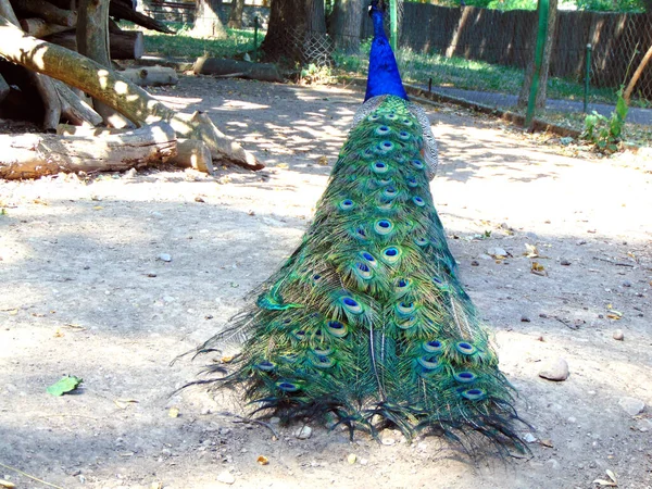 Tail Peacock — Stock Photo, Image