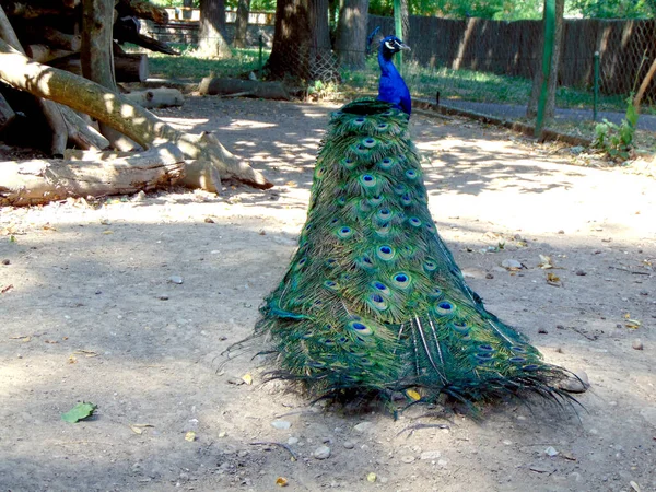 Rabo Pavão — Fotografia de Stock