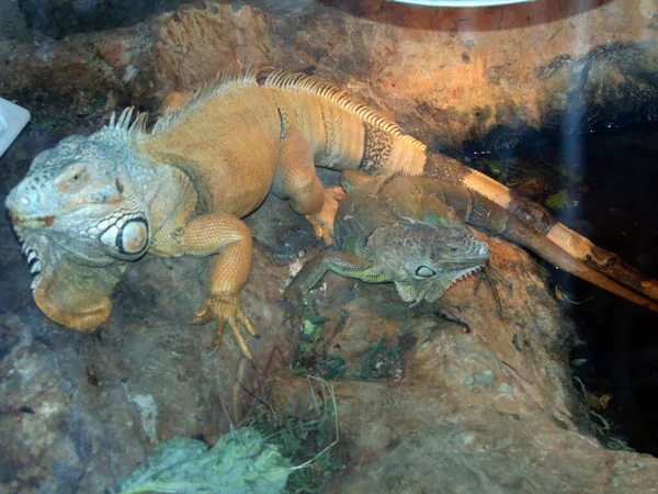 Iguana Marrom Com Seu Bebê — Fotografia de Stock