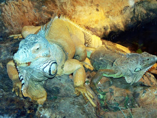 Iguana Marrom Com Seu Bebê — Fotografia de Stock