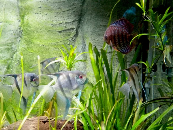 Pesci Esotici Acquario — Foto Stock