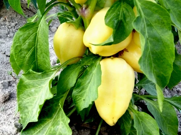 Yellow Pepper Garden — Stock Photo, Image