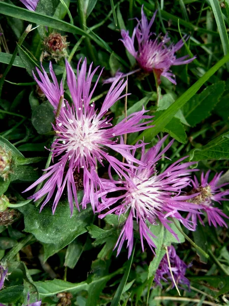 Centaurea Napifolia Bloemen Het Gras — Stockfoto