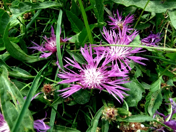 Centaurea Napifolia Λουλούδια Στο Γρασίδι — Φωτογραφία Αρχείου