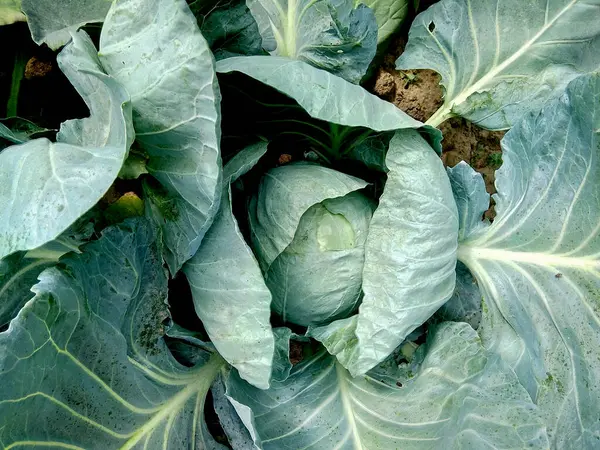 Cabbage Garden Vegetable — Stock Photo, Image