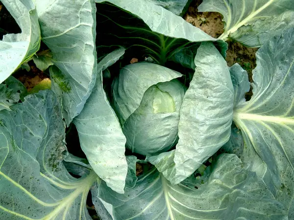 Kohl Garten Gemüse — Stockfoto