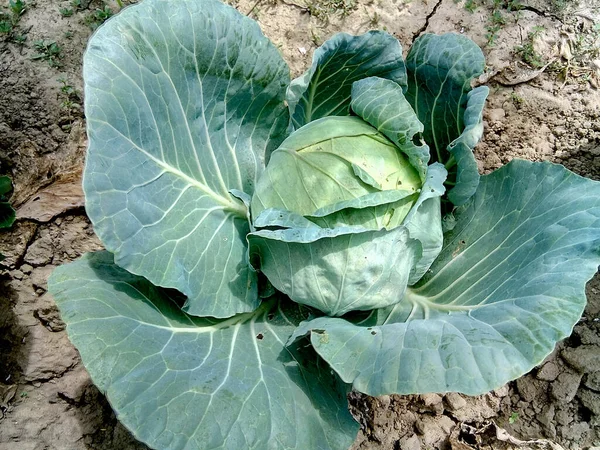 Cabbage Garden Vegetable — Stock Photo, Image