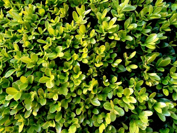 Buxus Sempervirens Roślin Ogrodzie — Zdjęcie stockowe