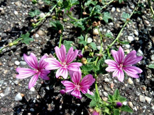Malva Sylvestris Çimlerin Üzerinde Çiçekler — Stok fotoğraf