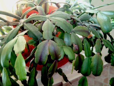 Noel kaktüsü bitkisi - Schlumbergera gaertneri 