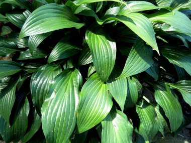 Dar yapraklı muz zambağı - bitki