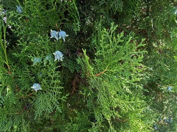 Chinese Thuja Fabriek Baia Mare Stad — Stockfoto