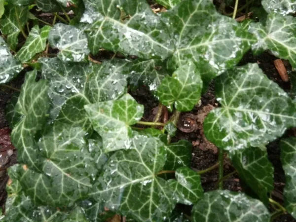 English Ivy Hedera Helix Plants — Stock Photo, Image