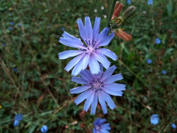 Άνθη Κιχωρίου Cichorium Intybus Στο Γρασίδι — Φωτογραφία Αρχείου