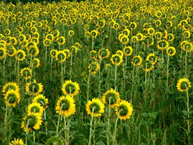 Maramures ilçesinde ayçiçekli zincir