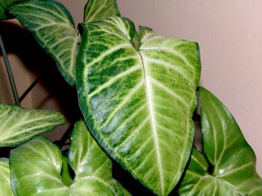 Ok başı sarmaşığı (Syngonium podophyllum) bitkileri