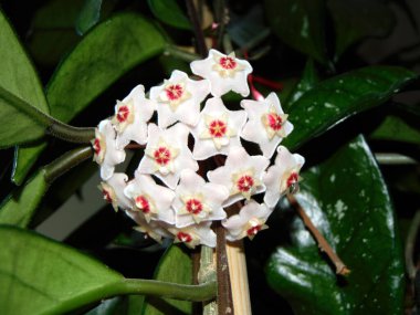 Bal bitkisi (Hoya carnosa) çiçeği - yakın plan