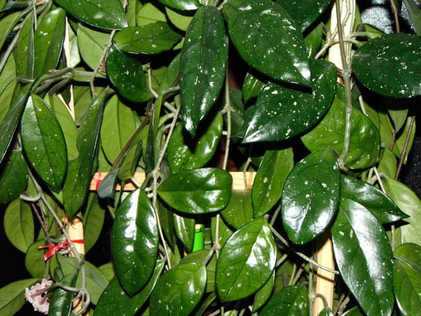 Roślina Miodna Hoya Carnosa Rośliny Domu — Zdjęcie stockowe
