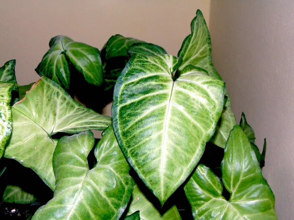 Rostliny Révy Vinné Syngonium Podophyllum — Stock fotografie