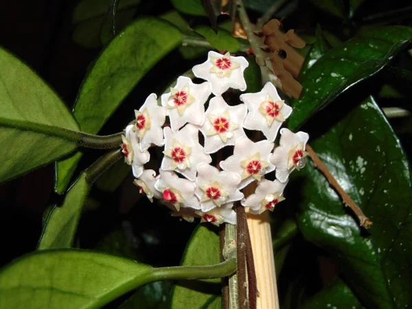 ハニープラント Hoya Carnosa 閉じる — ストック写真