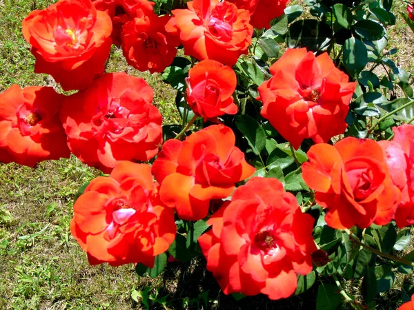Gruppe Roter Rosen Garten — Stockfoto