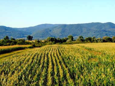 Romanya 'nın Maramures kentindeki mısır tarlası ve tepeleriyle manzara