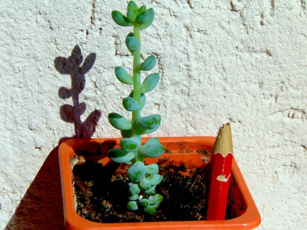 Planta Cola Burro Maceta — Foto de Stock