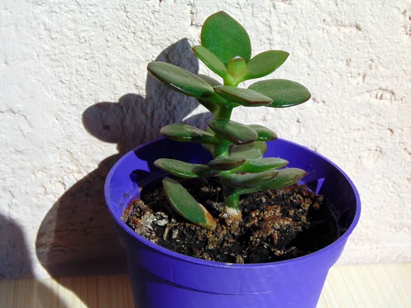 Planta Jade Crassula Ovata Planta Hotchpotch — Foto de Stock