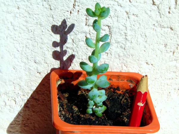 Burro Tail Planta Uma Panela — Fotografia de Stock