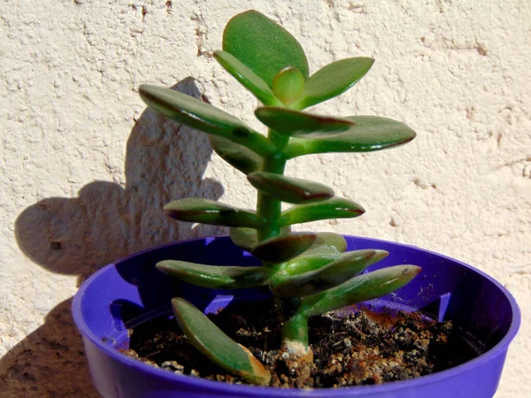 ホッチポチにあるヒスイの植物 クラスラ オヴァータ — ストック写真
