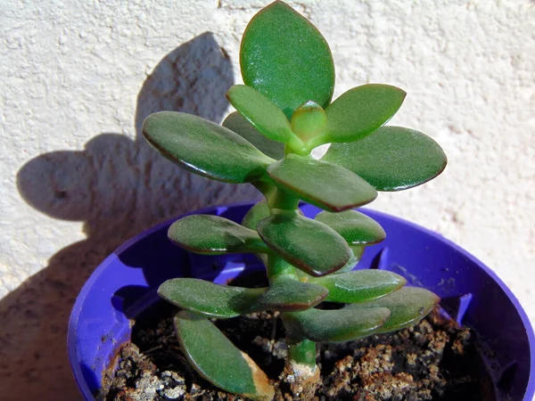 Φυτό Νεφρίτη Crassula Ovata Φυτώριο — Φωτογραφία Αρχείου