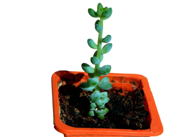 Burro Tail Een Pot Geïsoleerd Wit — Stockfoto