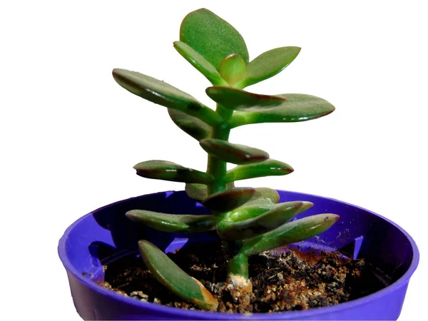 Jadepflanze Crassula Ovata Einem Sammelsurium — Stockfoto