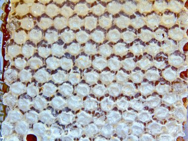 Bal peteği yakın çekim - yiyecek