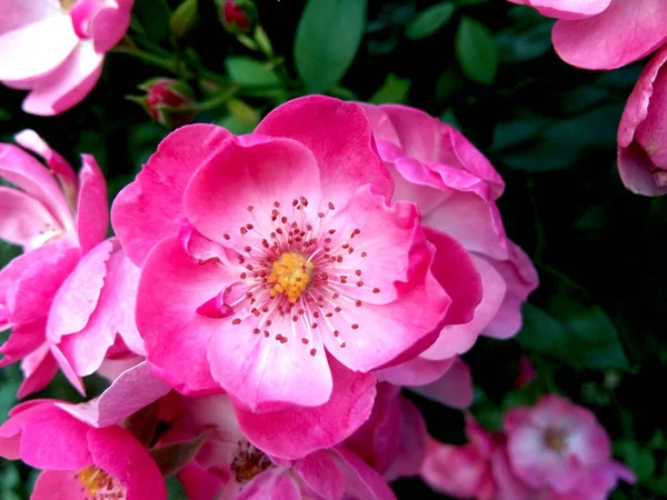 Macar gülü (Rosa gallica) çiçekleri