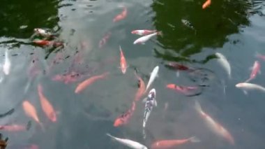 Gölde renkli sazan balığı