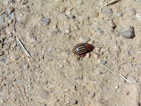 Insecto Patata Campo — Foto de Stock