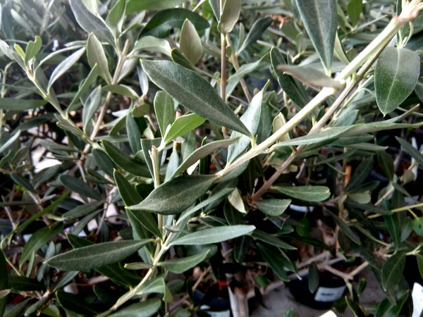 Oliveira Olea Europaea Planta Natureza — Fotografia de Stock