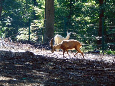 Yeleli koyunlar ve hayvanat bahçesinde beyaz bir lama.