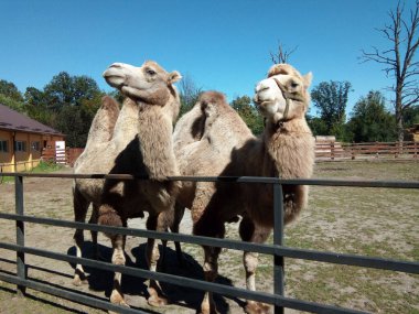 İki deve yan yana getirildiği zaman...