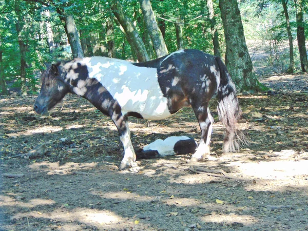 Cavalo Com Seu Potro Animal — Fotografia de Stock