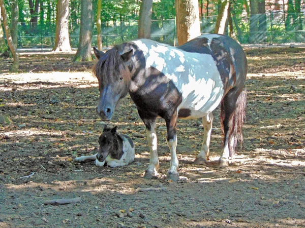 Cavalo Com Seu Potro Animal — Fotografia de Stock