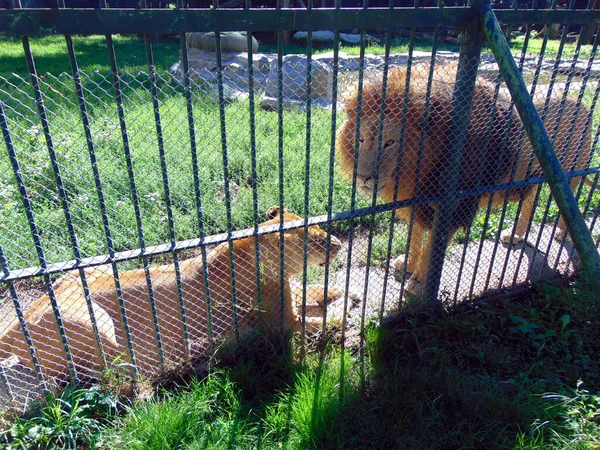 ルーマニアの動物園でのライオン — ストック写真