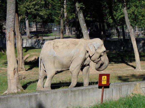 Слон Корпусе Животное — стоковое фото