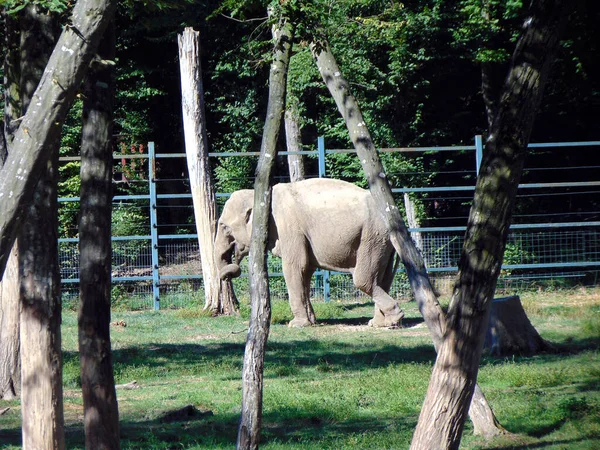 Éléphant Dans Enclos Animal — Photo