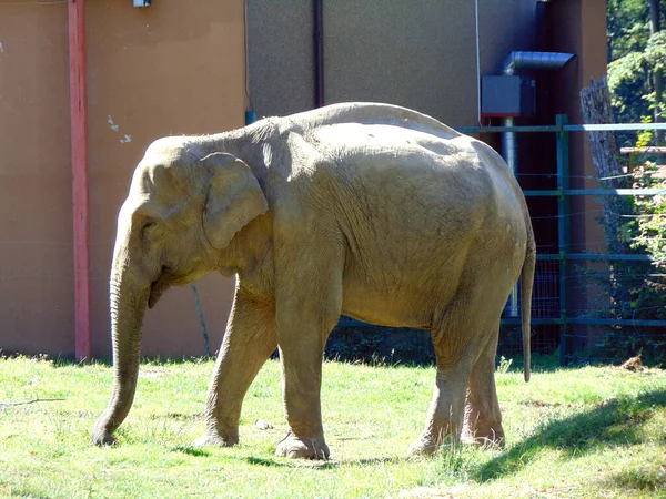 Olifant Een Leefruimte Dier — Stockfoto