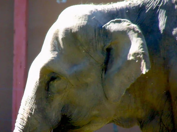 Close Elephant Animal — стоковое фото