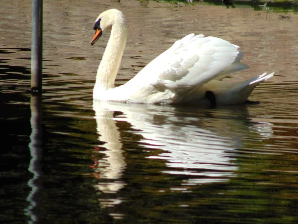 Schöner Schwan Auf Dem Wasser — Stockfoto